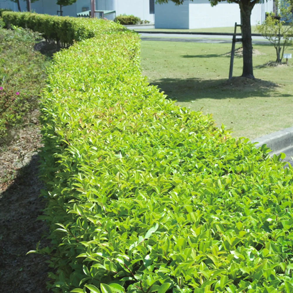 Aparador De Cerca Viva Elétrico 550 Watts UH5570 Makita 220 Volts