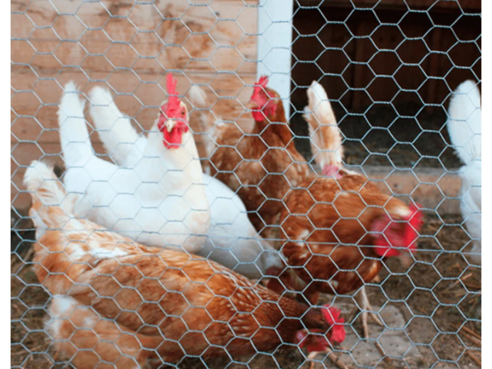 Tela para galinheiro 1,8m galvanizado Belgo